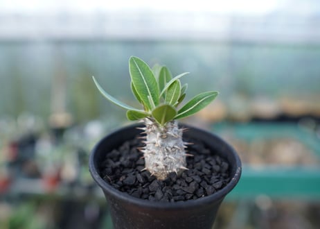 パキポディウム　ロスラツム　Pachypodium rosulatum