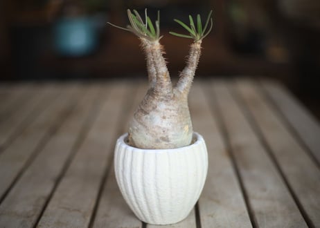 グラキリス　 Pachypodium Gracilius
