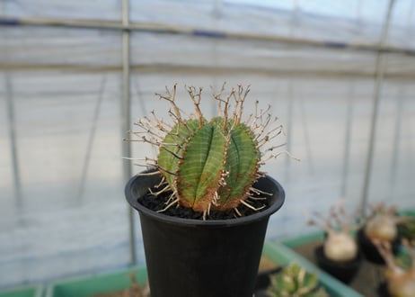 ユーフォルビア　スーパーバリダ　Euphorbia super valida  No.2