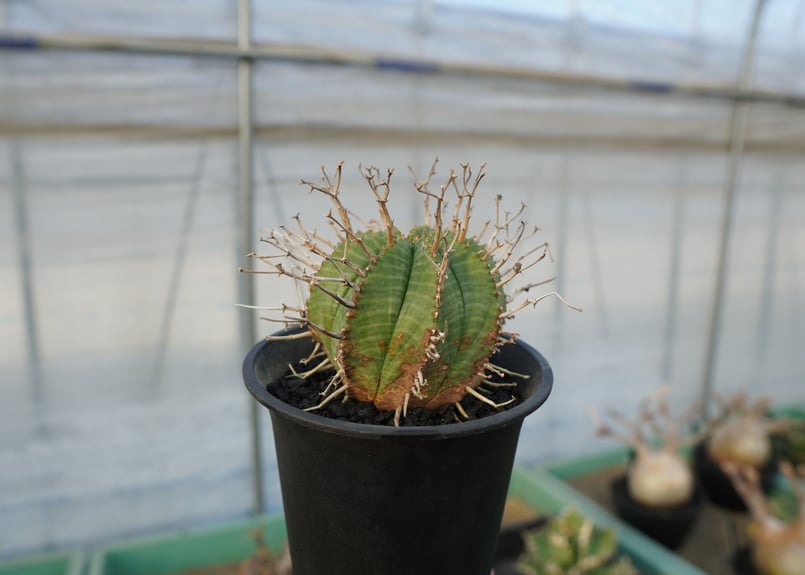 ユーフォルビア スーパーバリダ Euphorbia super valida No.2 |
