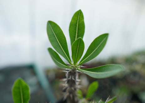 パキポディウム　デンシフローラム　Pachypodium densiflorum　No.6