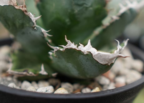 Agave White flame B 白火焔  NO.2