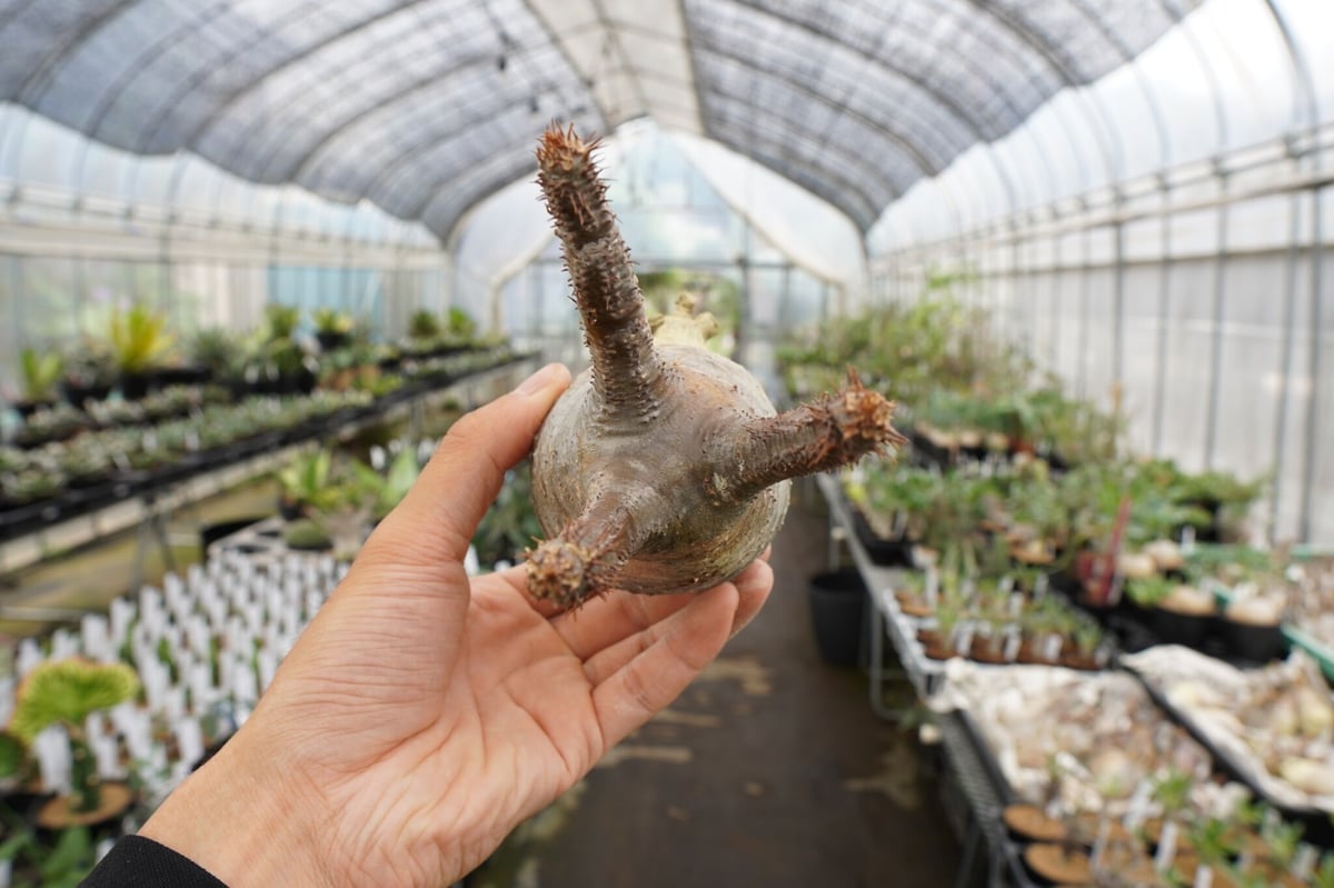 パキポディウム・グラキリス 抜き苗 〈35〉 | mana's farm:塊根植物