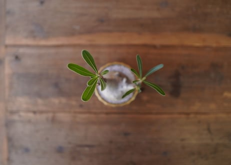 パキポディウム　グラキリス　 Pachypodium Gracilius
