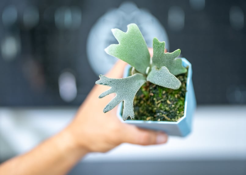 Willinckii　Bacteria 　ウィリンキー　バクテリア　選抜株 Amazon.co.jp: P.willinckii super dwarf 'Bacteria'⑥ @bikamori.com