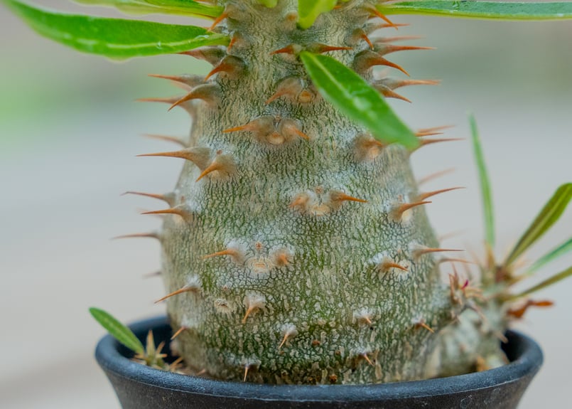 グラキリス2点デンシフローラム1点 パキポディウム グラキリス × デンシフローラム NO.2 | mana's farm:塊