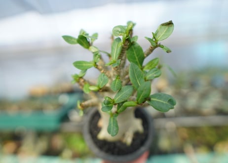 アデニウム　Adenium　No.11