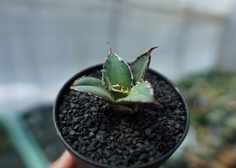 アガベ　チタノタ　FO-76　agave titanota  FO-76　No.2