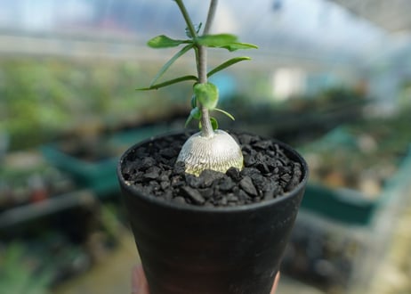 フォッケア　エデュリス　”火星人”　Fockea edulis  No.2