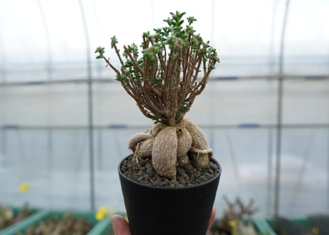 姫紅小松　Trichodiadema bulbosum  No.3