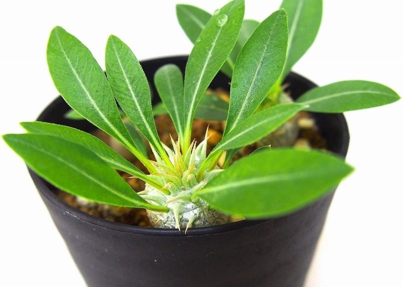 Pachypodium eburneum パキポディウム エブレネウム 実生苗3株set |