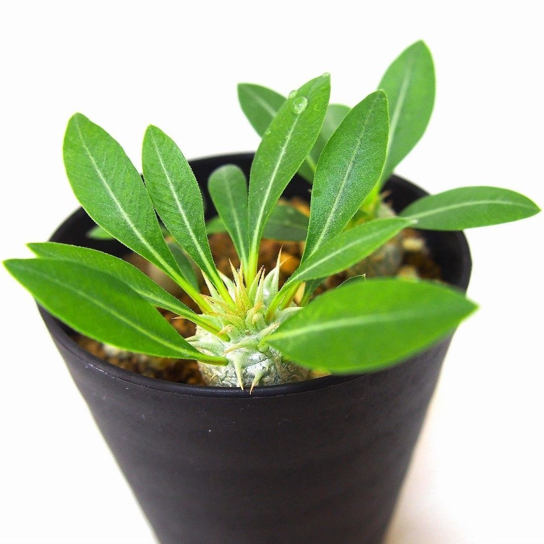 Pachypodium eburneum パキポディウム エブレネウム 実生苗3株set |