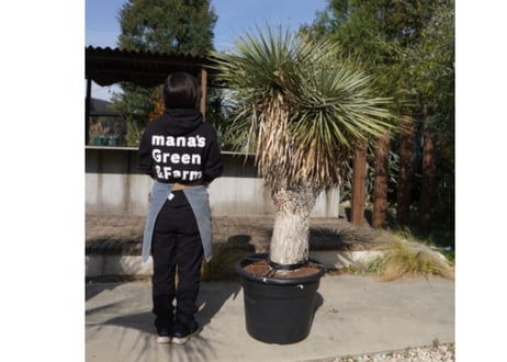 ユッカ　ロストラータ　ヒドラ　yucca rostrata　NO.2