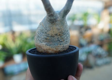 【未発根】パキポディウム　グラキリス　 Pachypodium Gracilius  No.31