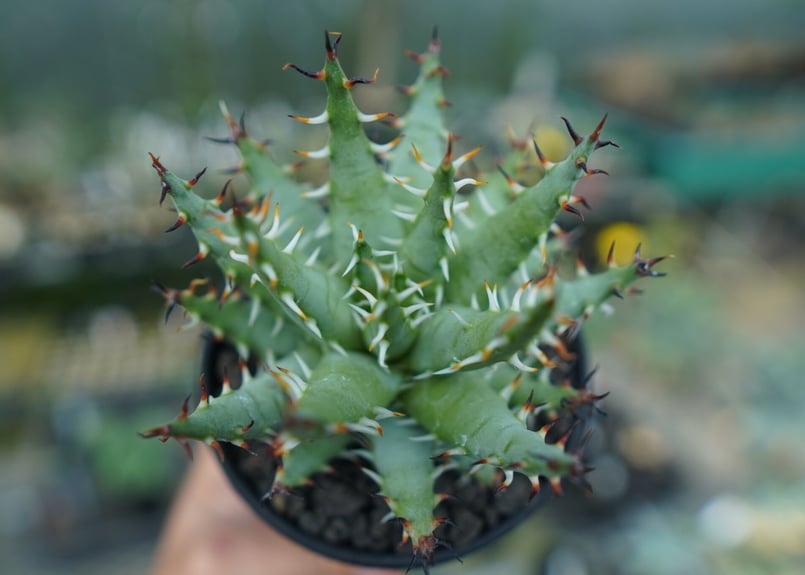 アロエ エリナケア Aloe erinacea | mana's farm:塊根植物・アガベ・