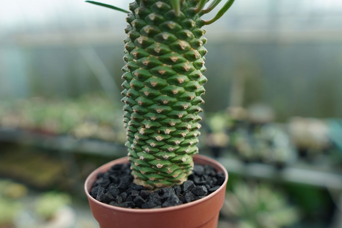 ユーフォルビア ソテツキリン 