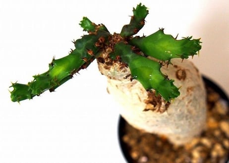 ユーフォルビア ステラータ 飛竜  Euphorbia stellata №１