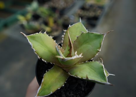 アガベ　チタノタ　 獅子光 agave titanota Lion light 子株  No.1