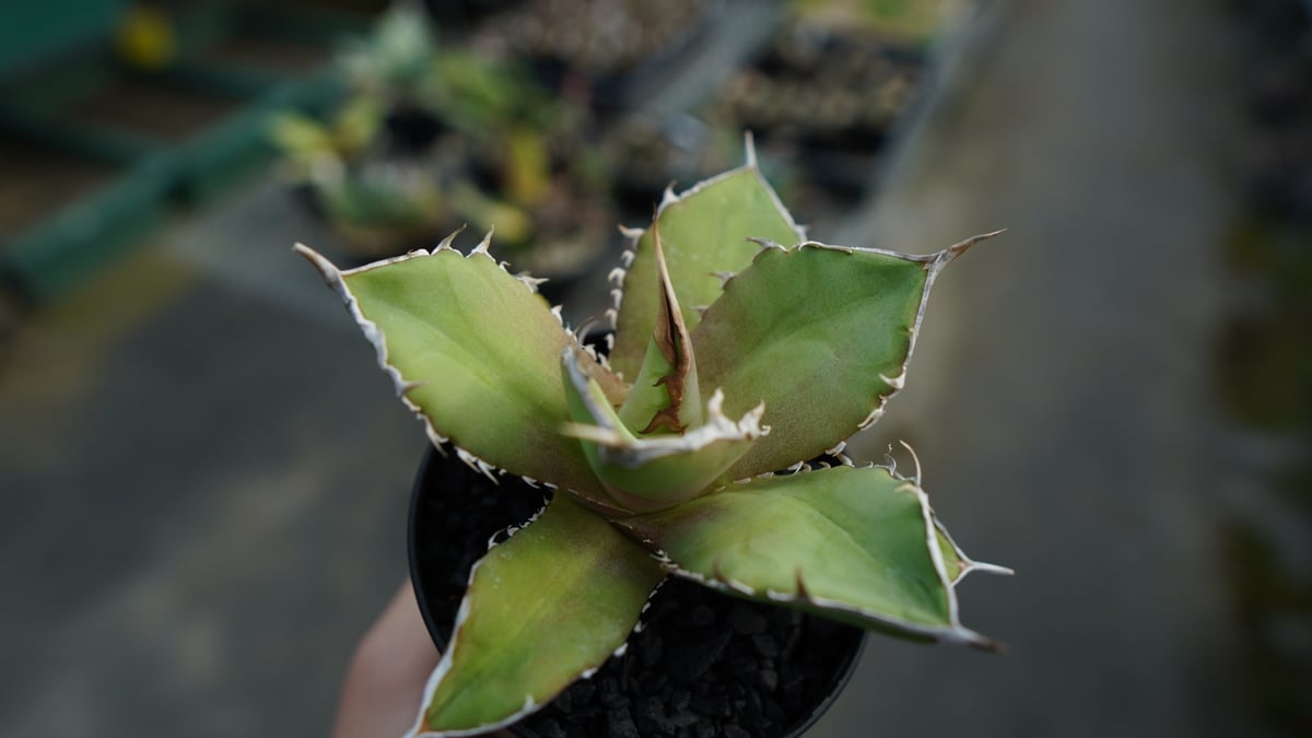 アガベ チタノタ 獅子光 agave titanota Lion light 子株 No