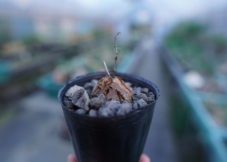 亀甲竜　Dioscorea elephantipes　No.6