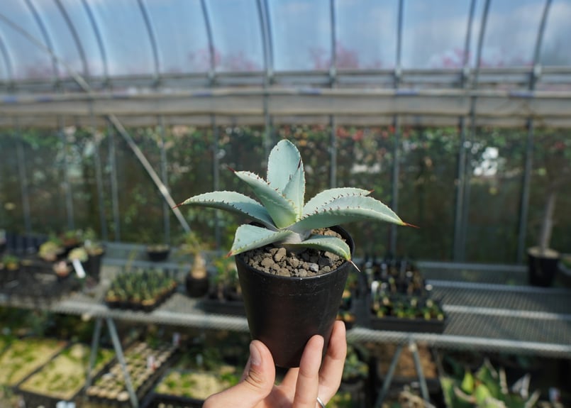 アガベ　ドラゴントゥース　クレスト　綴化2頭個体　縞斑 アガベ ドラゴントゥース クレスト 綴化2頭個体 縞斑 agave