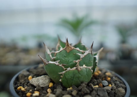 アガベ　チタノタ　FO-76　agave titanota  FO-76　No.15