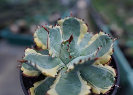 アガベ　兜蟹錦　連棘　Agave isthmensis “Kabutogani” variegata No.1