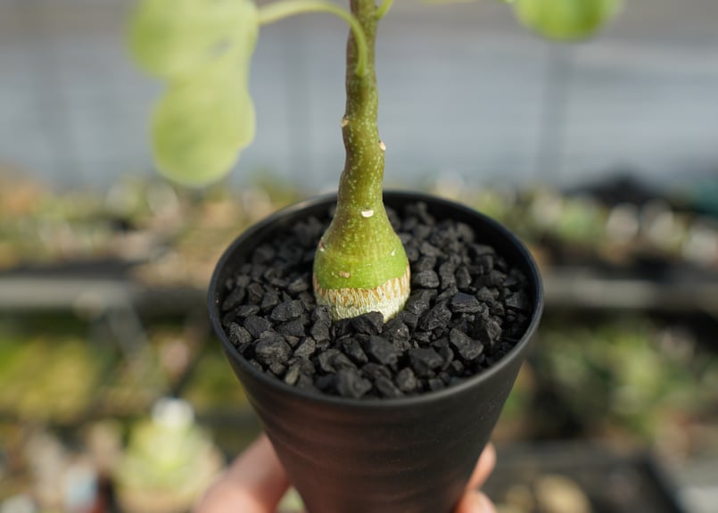 アデニア グラウカ Adenia glauca | mana's farm:塊根植物・アガベ・