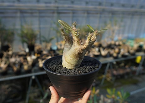 パキポディウム マカイエンセ　Pachypodium makayense　No.7