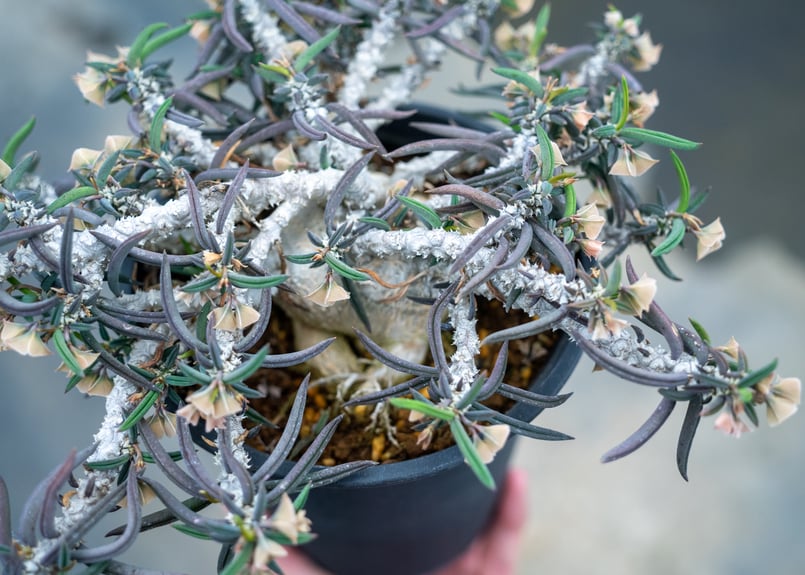 ユーフォルビア キリンドリフォリア トゥベリフェラ | mana's farm