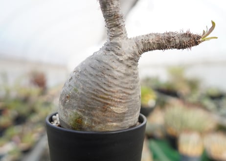 パキポディウム　グラキリス　 Pachypodium Gracilius