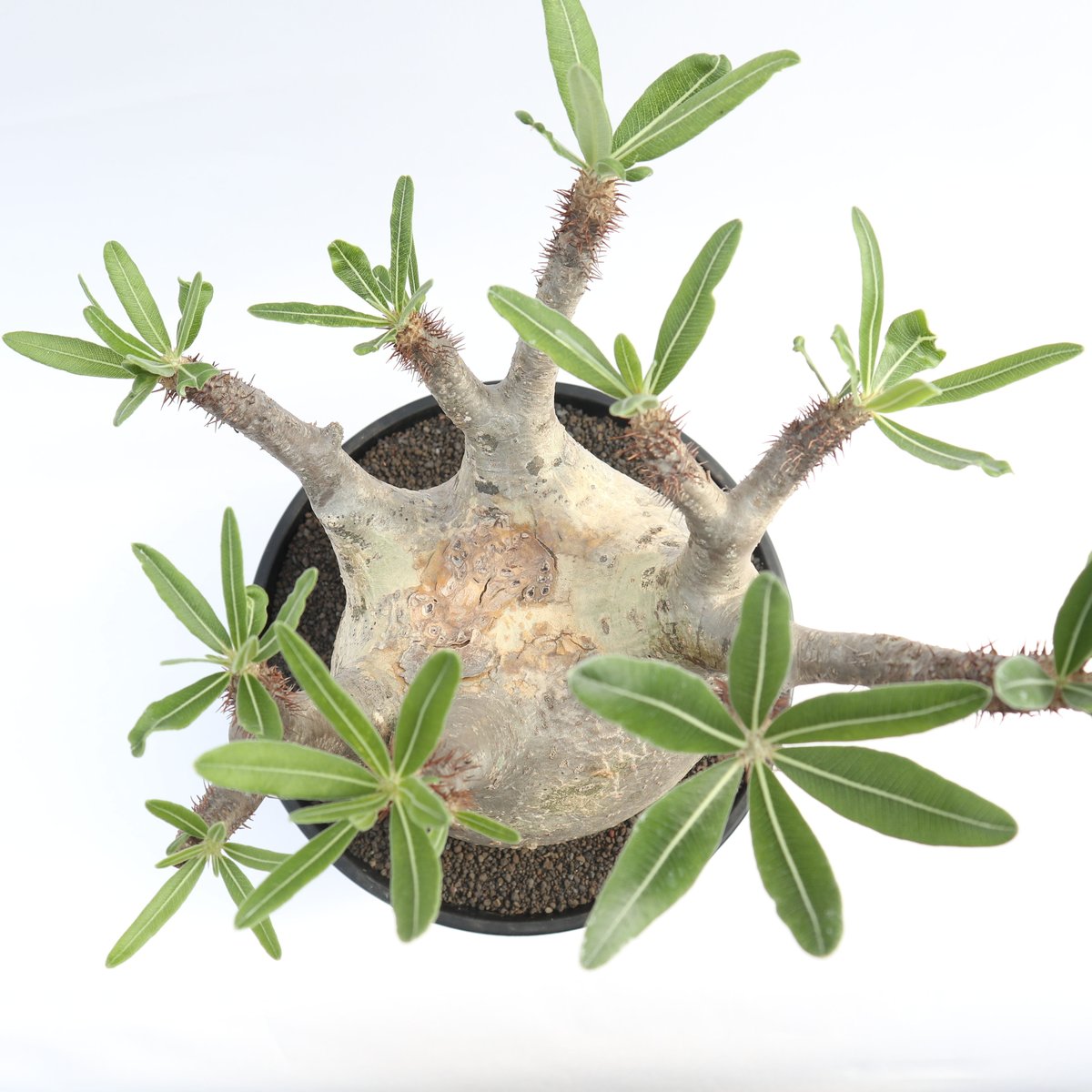 パキポディウム グラキリス no.13 | mana's farm:塊根植物・アガベ