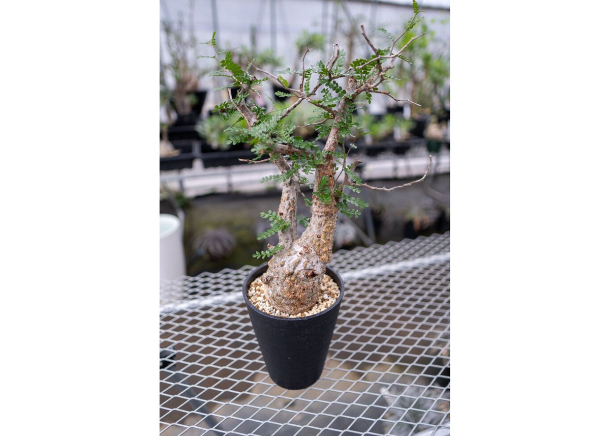 オペルクリカリア・パキプス2025-02 オペルクリカリア・パキプス2025