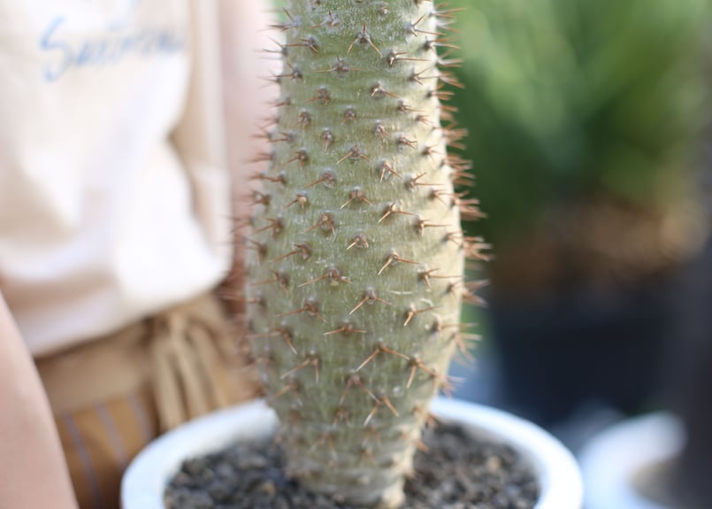 パキポディウム ラモスム | mana's farm:塊根植物・アガベ・ドライ