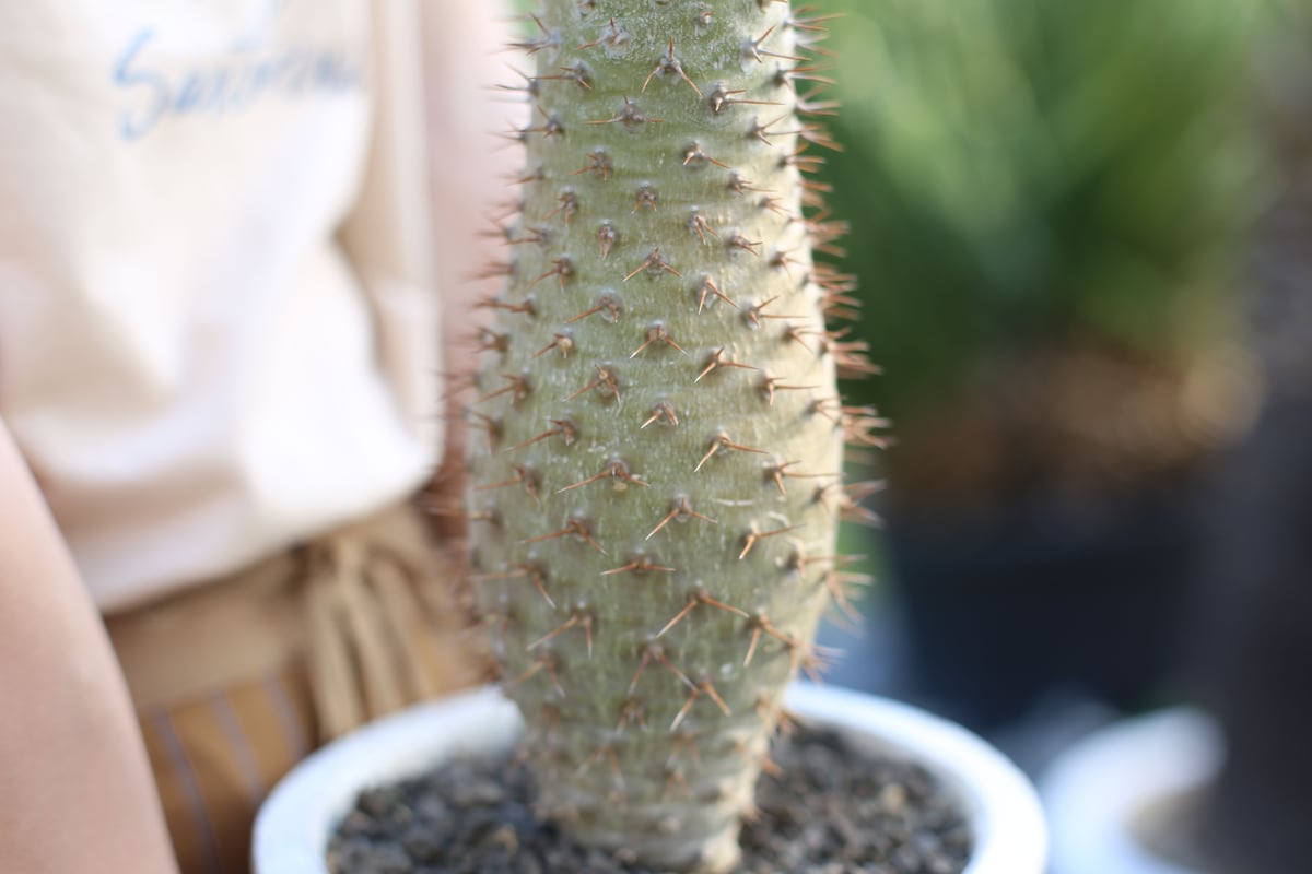 パキポディウム ラモスム | mana's farm:塊根植物・アガベ・ドライ