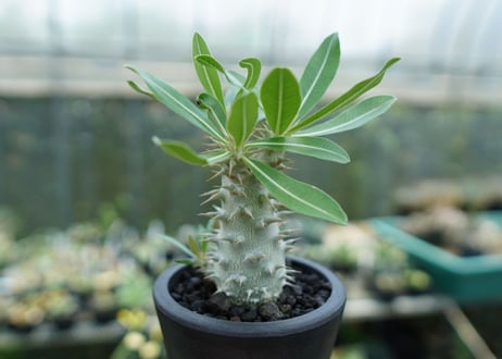 パキポディウム　ホロンベンセ　Pachypodium horombense
