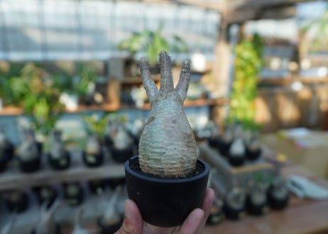 【未発根】パキポディウム　グラキリス　 Pachypodium Gracilius  No.18