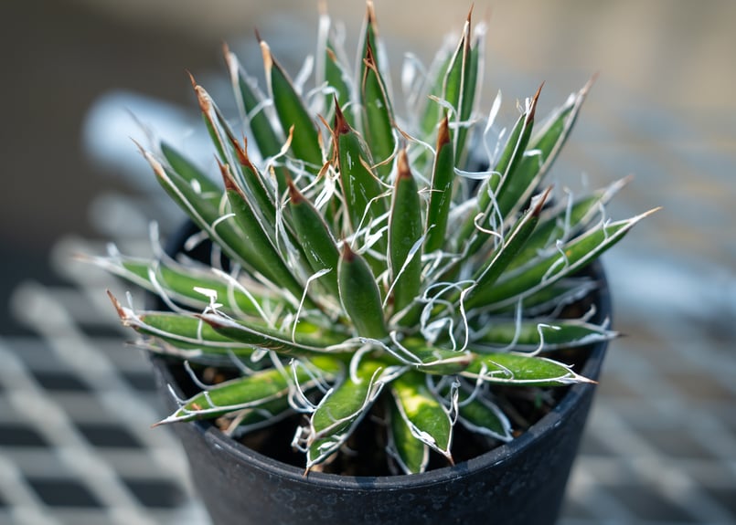 アガベ フィリフェラ シディゲラ agave filifera ssp. schidigera...