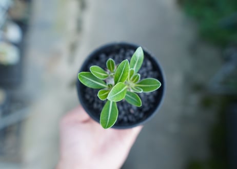 パキポディウム　ロスラツム　Pachypodium rosulatum