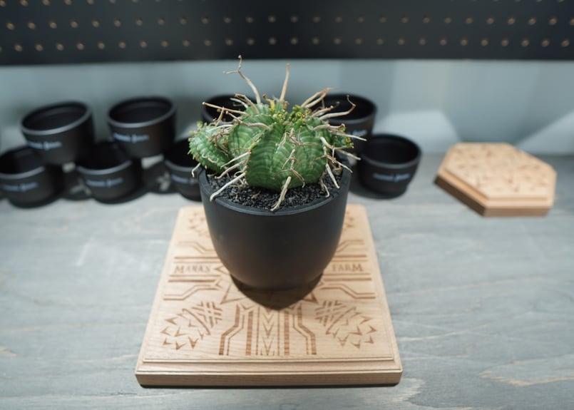 【美株】ユーフォルビアスーパーバリダ 国内実生株 塊根植物 サボテン 美株】ユーフォルビアバリダ 国内実生株 塊根植物 サボテン