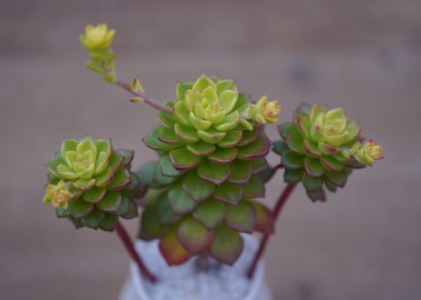 セデベリア　レティジア Sedeveria 'Letizia'