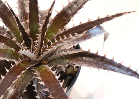 Dyckia Maroon star X HH