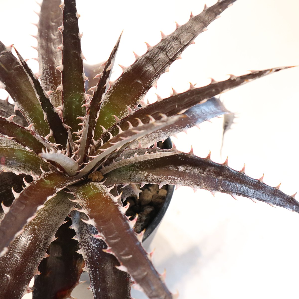 猿 Dyckia おまとめ5株 Yahoo!オークション - ディッキア Dyckia '7 Of Diamonds' Bryan Cha