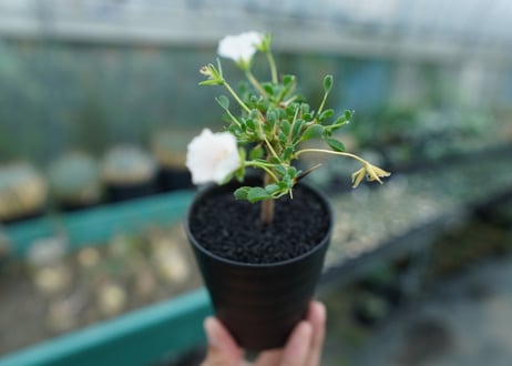 サルコカウロン バンデリエティアエ　Sarcocaulon vanderietiae　No.1