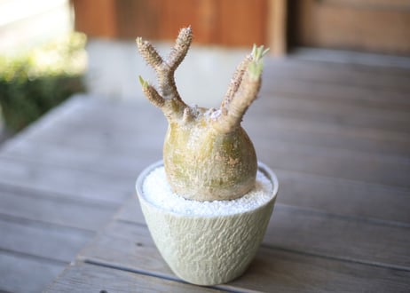 グラキリス　 Pachypodium Gracilius