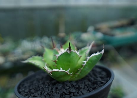 アガベ　チタノタ　Agave titanota　No.9