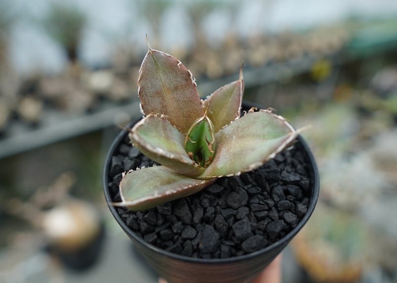 アガベ チタノタ 鬼爪雪峰 Agave titanota “Onitsume Yukimin