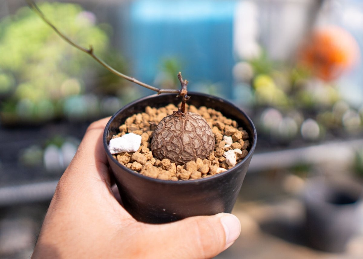 確認用　亀甲竜　実生株 亀甲竜 実生 【1】 | mana's farm:塊根植物・アガベ・ドライガーデン