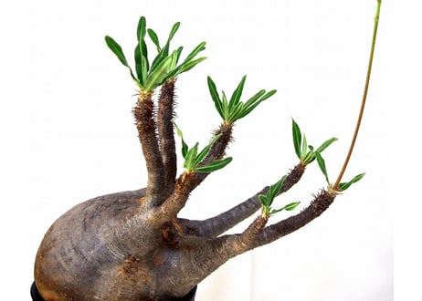 Pachypodium    パキポディウム　グラキリス   №２