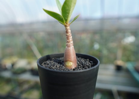 アデニウム　Adenium  No.8